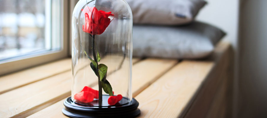 Opter pour une rose sous cloche